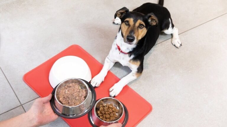 Read more about the article Puppy Feeding Chart: How Much & How Often to Feed