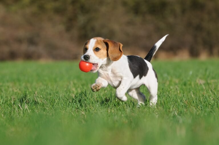 Read more about the article Dog Park Etiquette – What You Need to Know