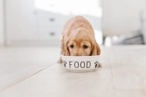 Read more about the article Why a Natural Balanced Diet is Important for Your Dogs