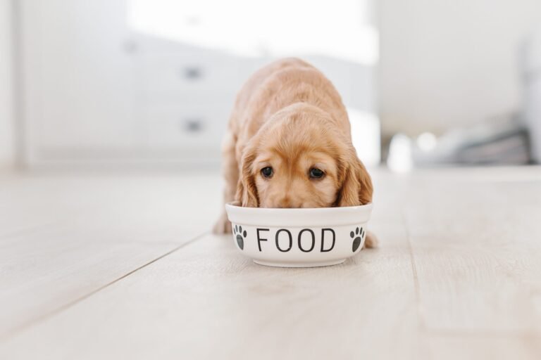 Read more about the article Why a Natural Balanced Diet is Important for Your Dogs