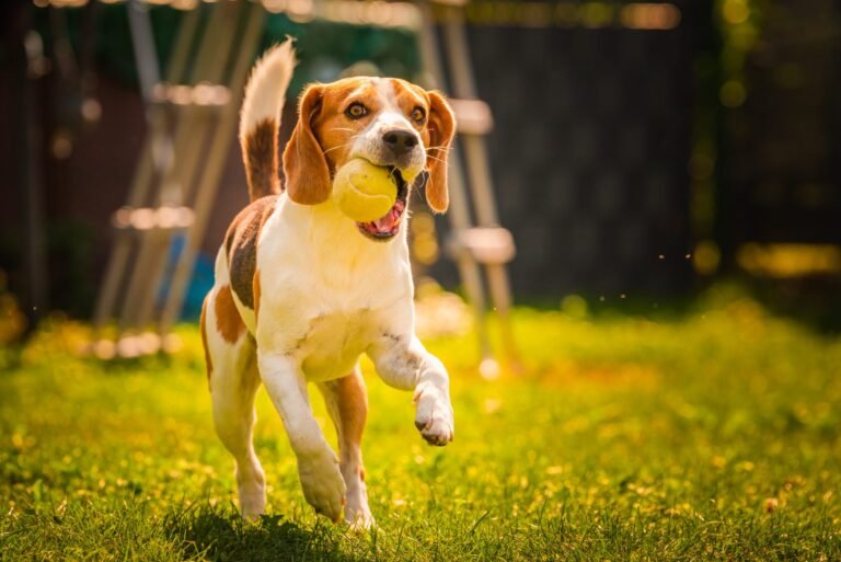 Read more about the article How to keep your dogs active?